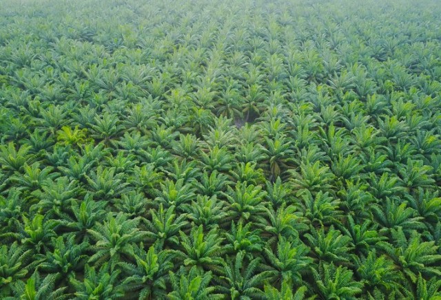 Aerial view of green palm plantation during sunrise.