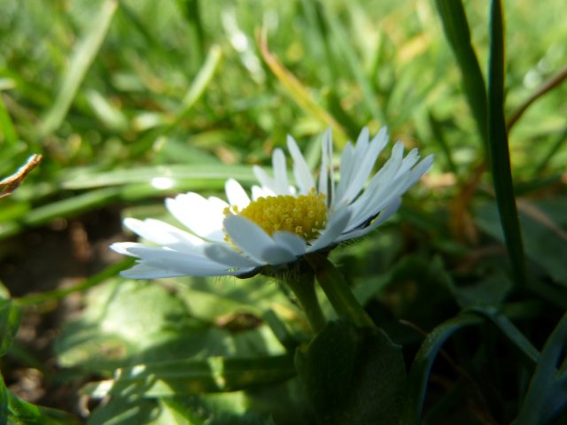 Daisy